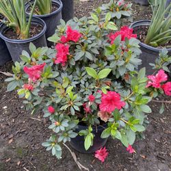 Azalea Bush