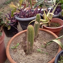 Two Headed Cactus In A Large Terra Cotta Pot $20