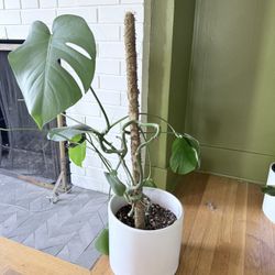 Monstera Plant 