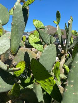 Cactus Nopales For Sale Organic And Fresh