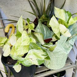 Plants For Sale10 Each 