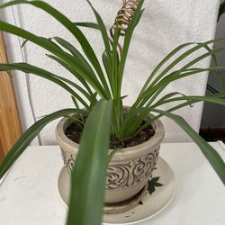 Thriving Spider Plant
