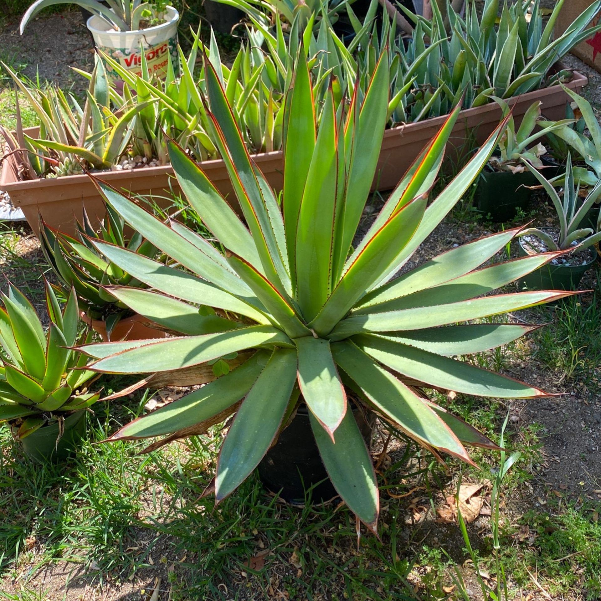 Agaves Succulents Cactus Tequilana Verigata Blue Glow