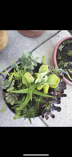 Succulent plants for sale!