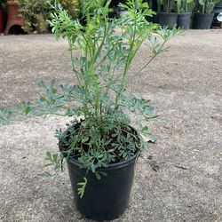 Ruda Plant