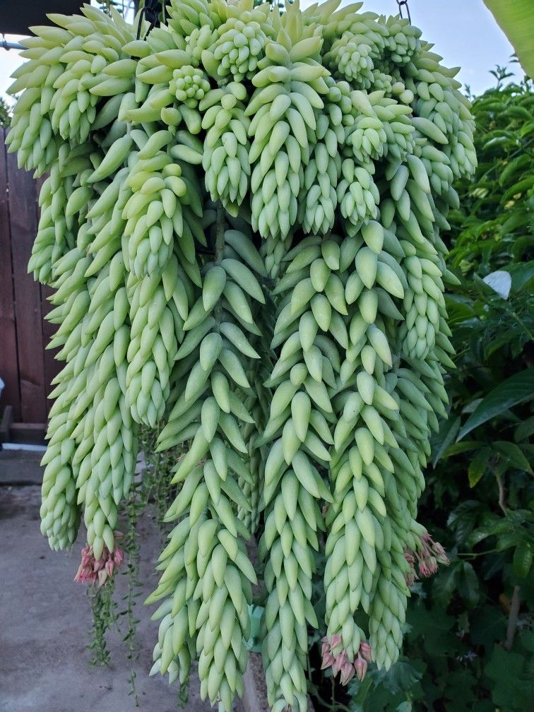 Hanging SUCCULENT