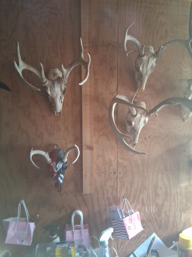 European Mount