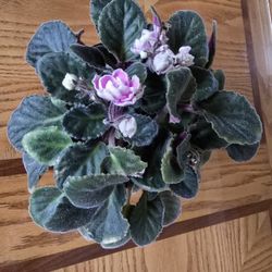 African Violet 