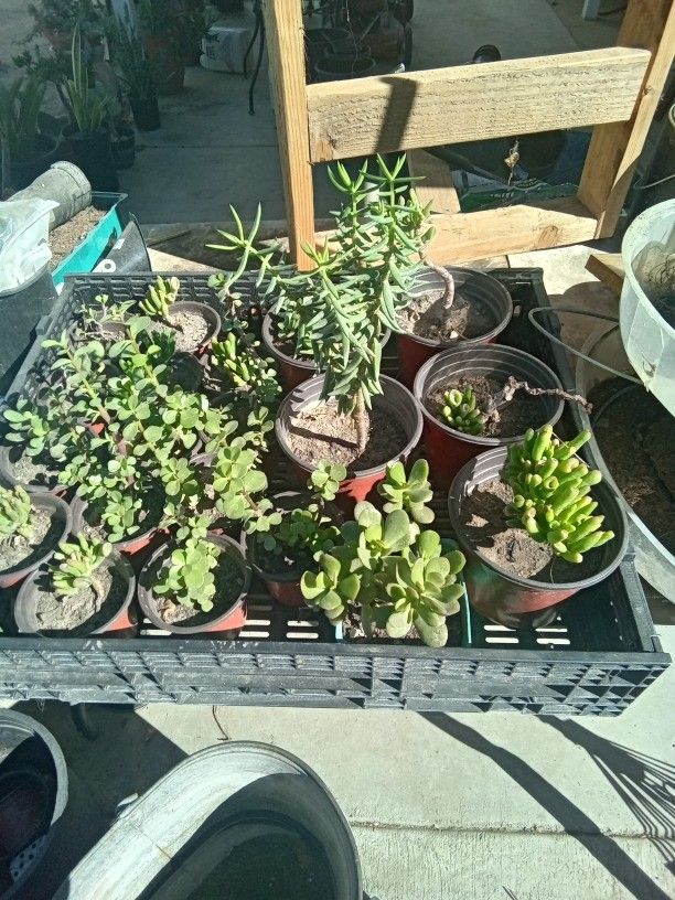 Succulents Small 2 For A Dollar Bigger Ones 3 For 5 