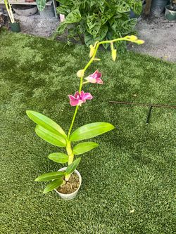 Dendrobium