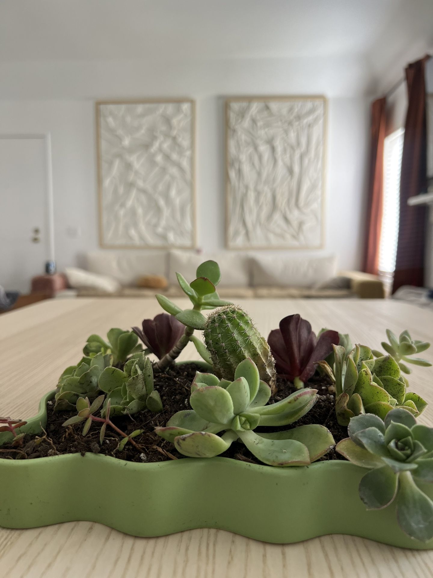 Succulent Arrangement