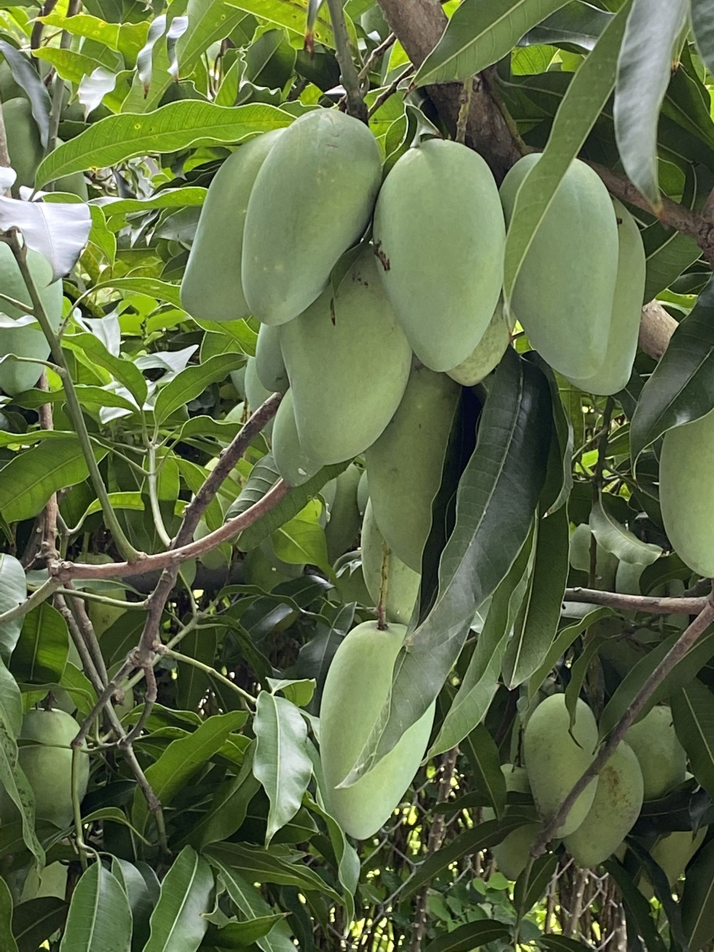 10lb Organic Carabao Philippine Mango International Revered For Its Sweet And Exotic Flavor
