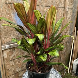 Outdoor Plant 
