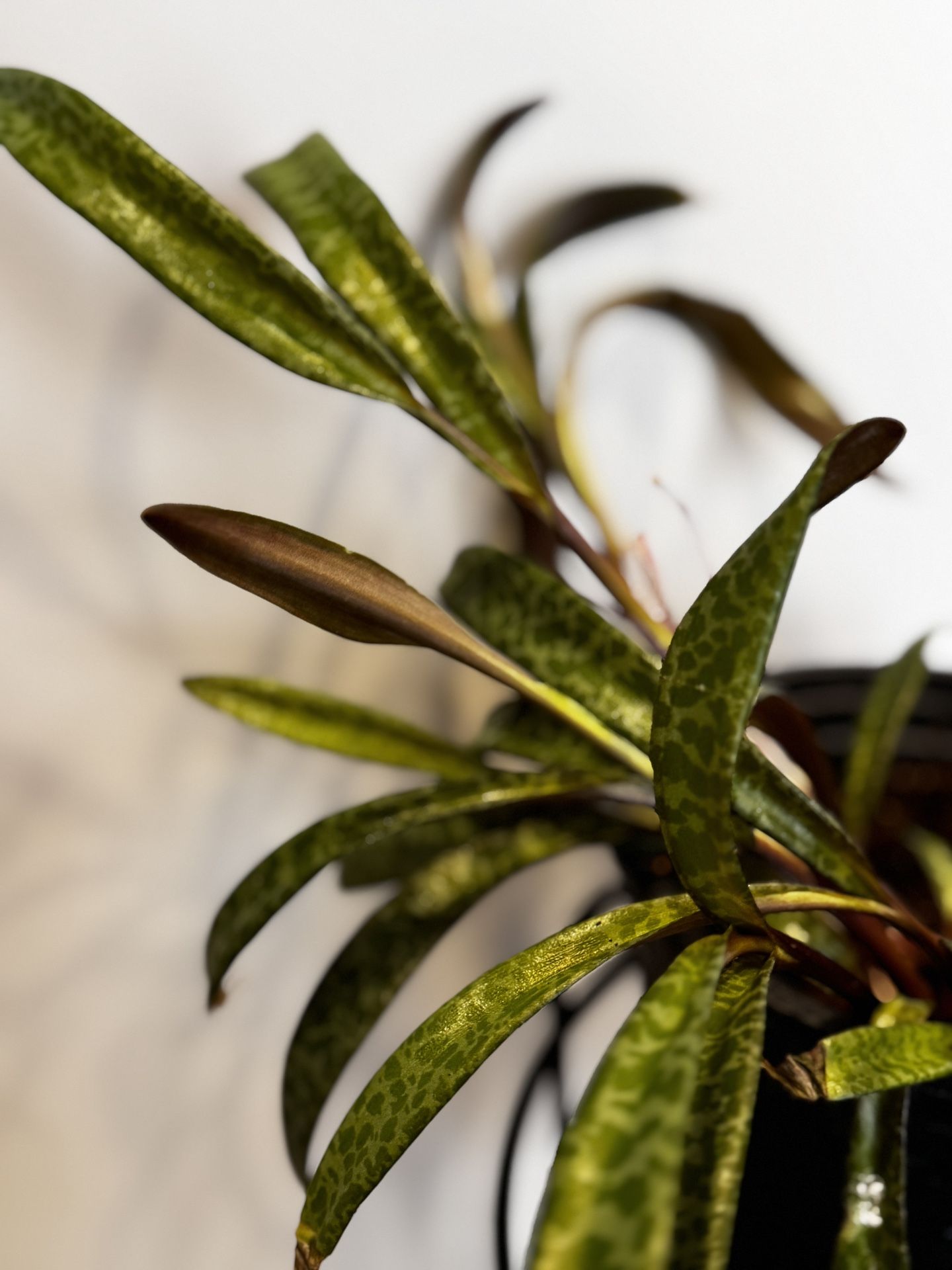 Silver Squill/ Leopard Plants ($5-20)