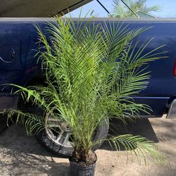Pygmy Date Palm.