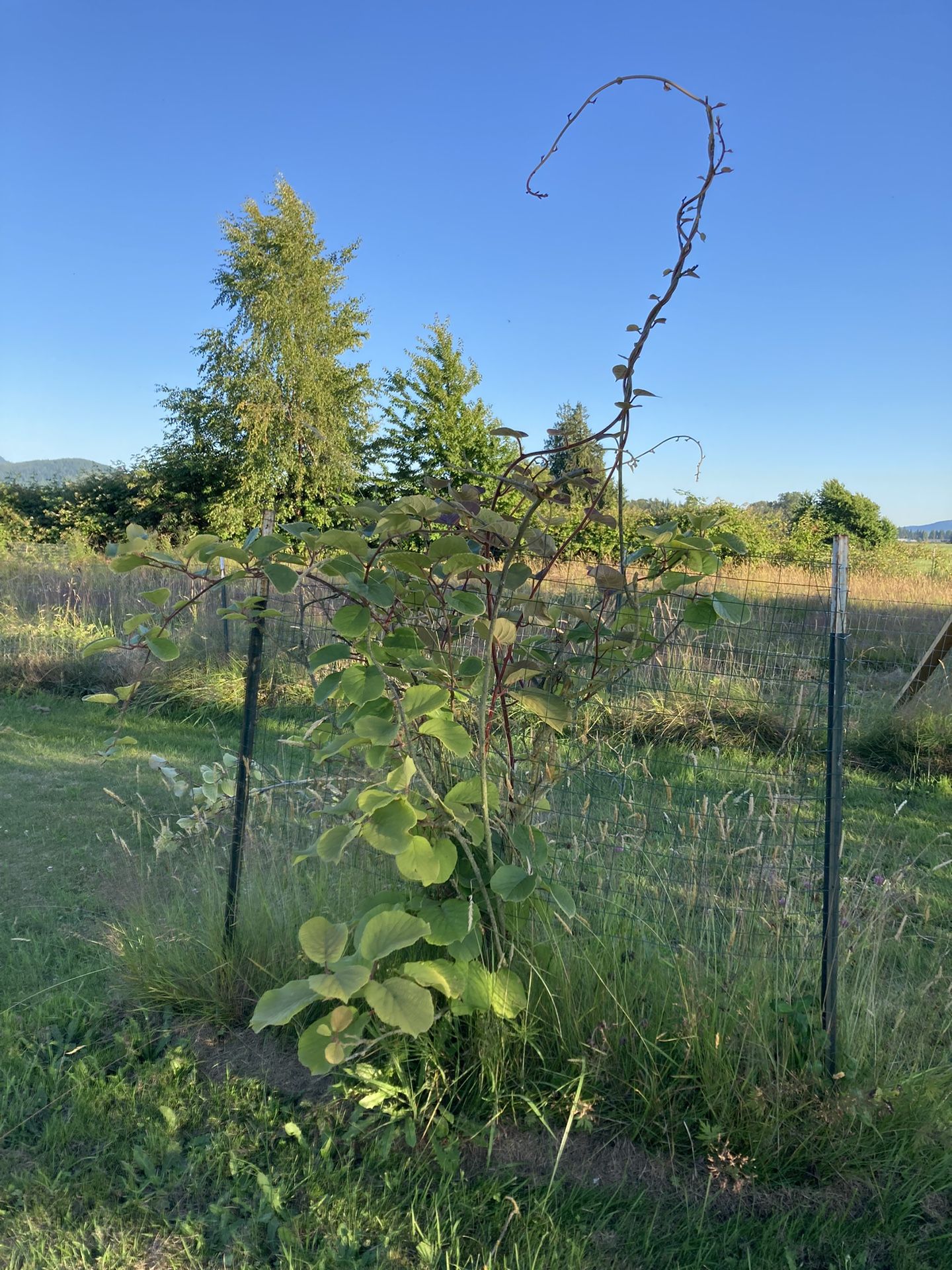 2 Kiwi Bushes
