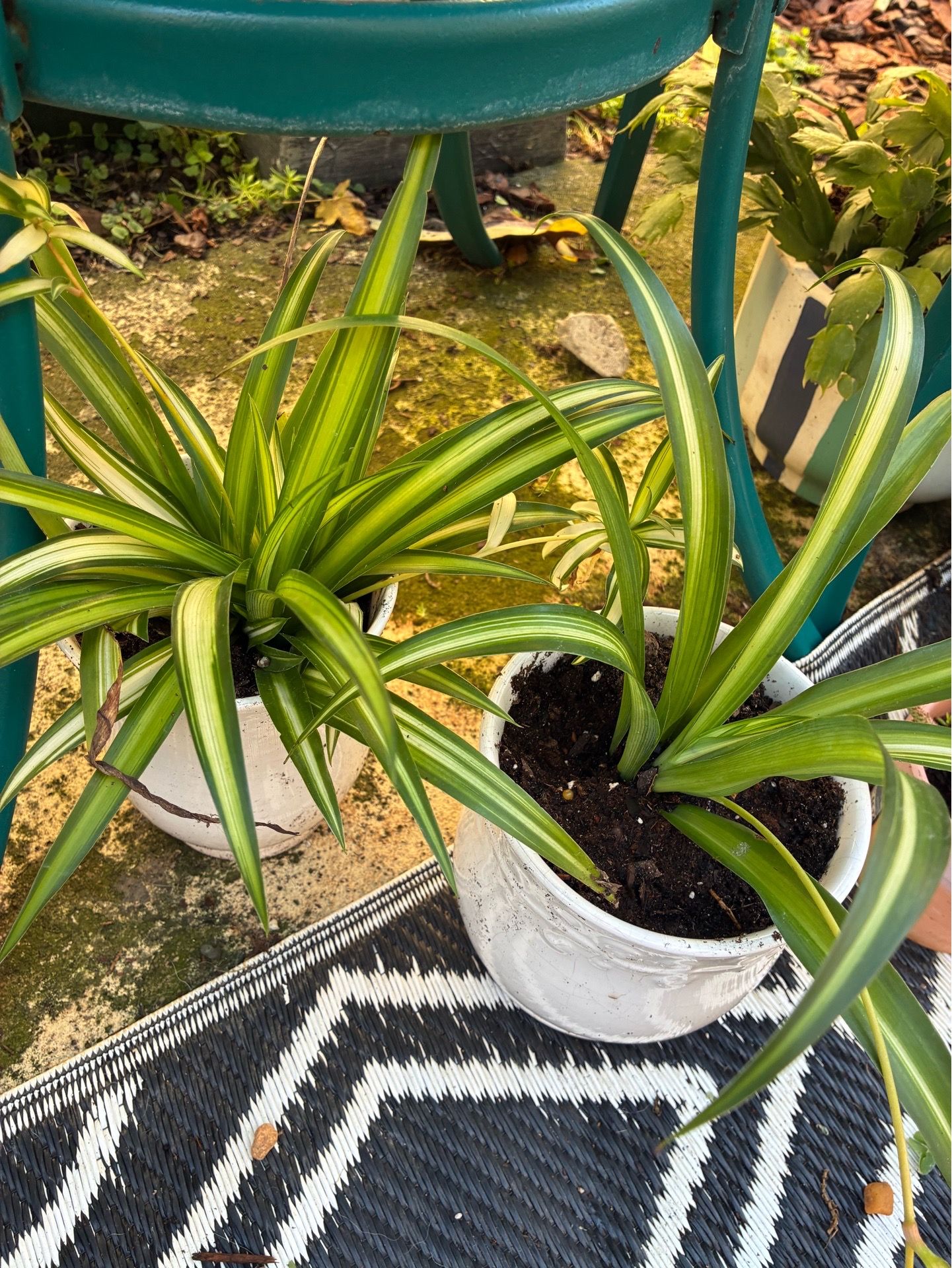Spider Plants