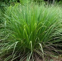 Lemon Grass