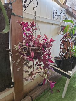 Wandering Jew Plant in Hanging Pot