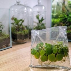 Aquarium Plants $5 Bag 