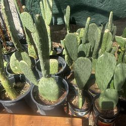 Cactus plants for eating in 5 gallons and 2 gallons $20 each