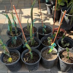 Dennis Dragon Fruit Plants in Gallon Jars $30 Each