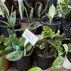 Plantas Sanas (Rodriguez Nursery LLC)