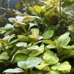 Ludwigia Red Skelton Plant 