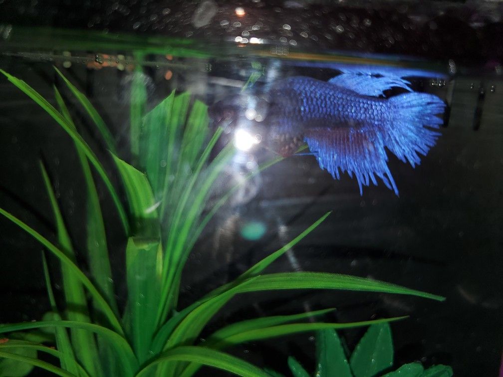 5 Gallon Beta Tank With Accessories