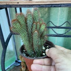 Cactus Plant 