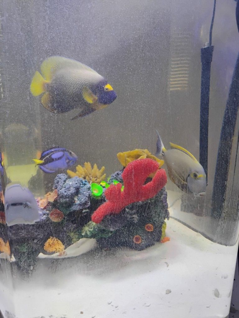 Fish Tank