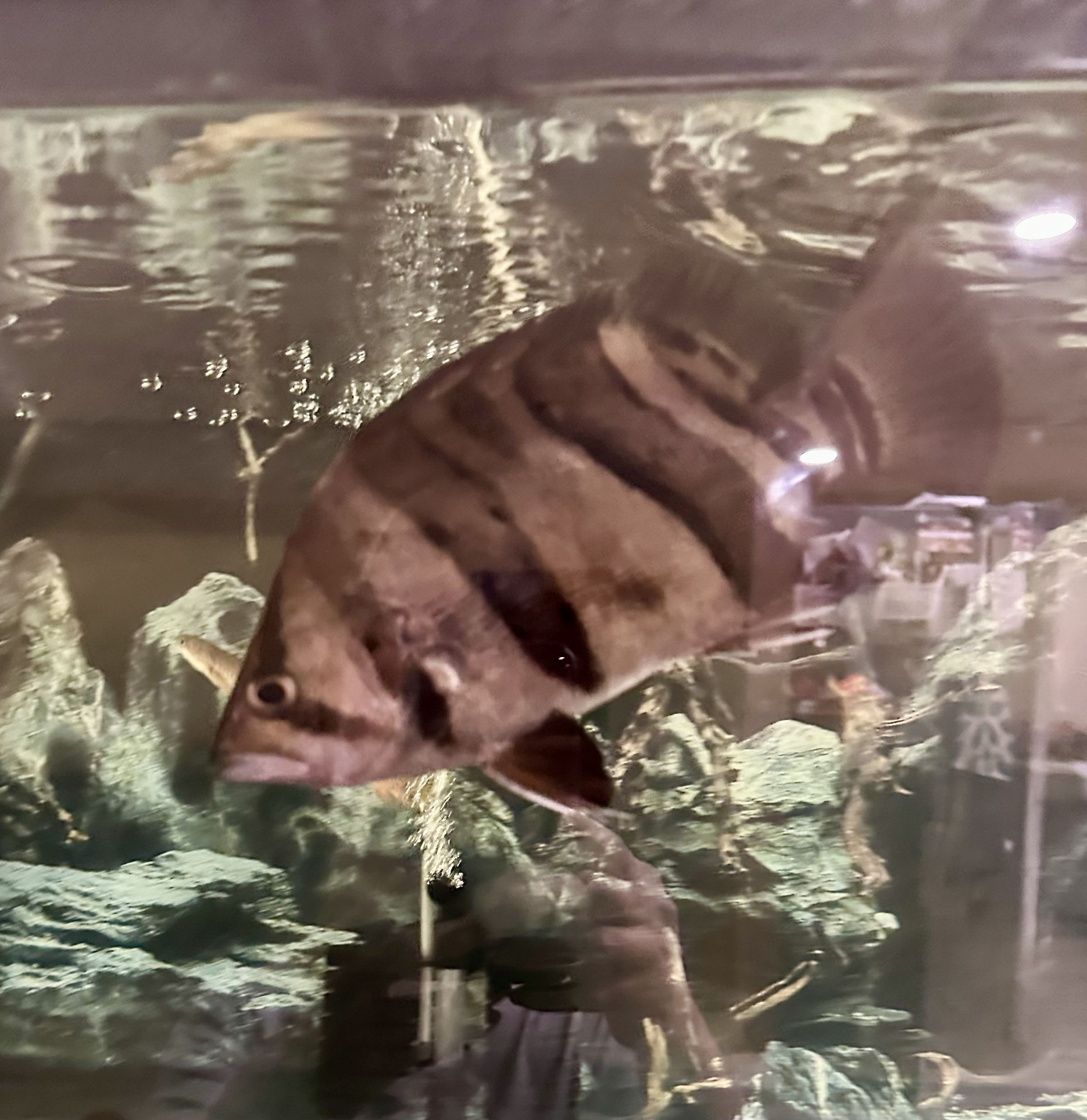 Aquarium Air Pump
