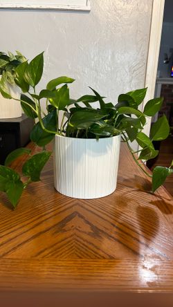 2  plants (Marble Queen pothos/Golden/Jade pothos)