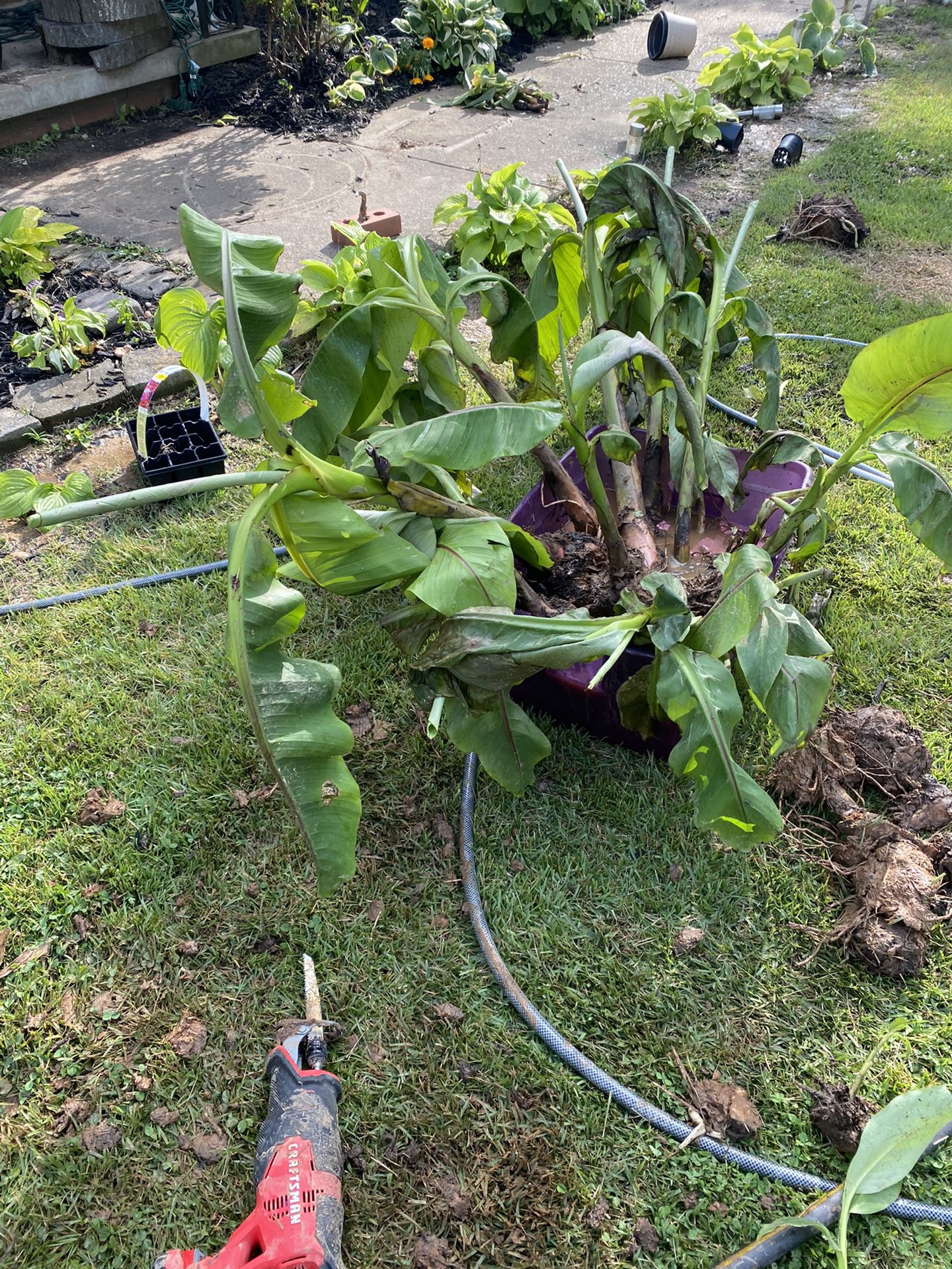 Banana Plants  Come Get Them 