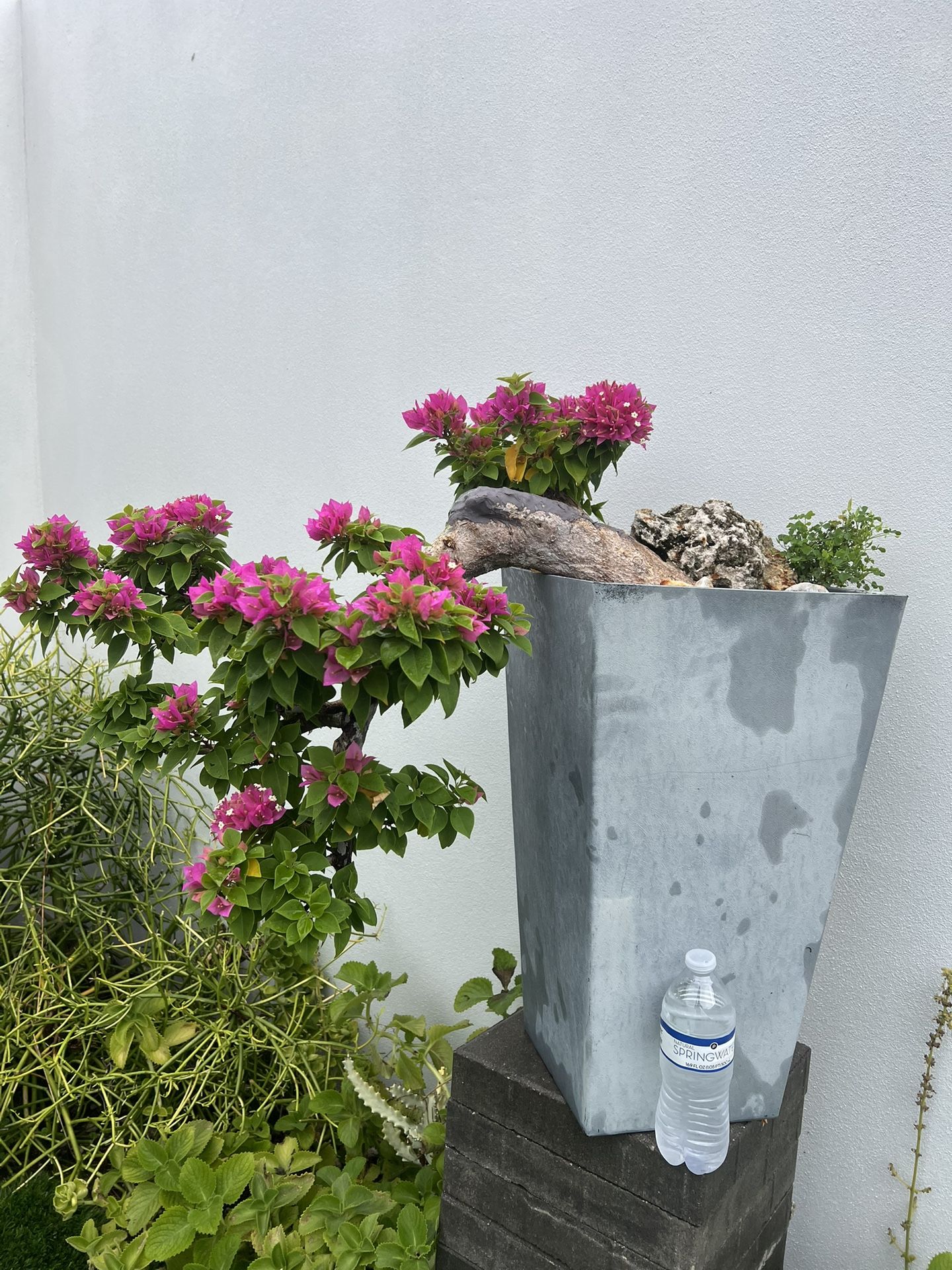 Pixie Bougainvillea Cascade Style Bonsai Tree