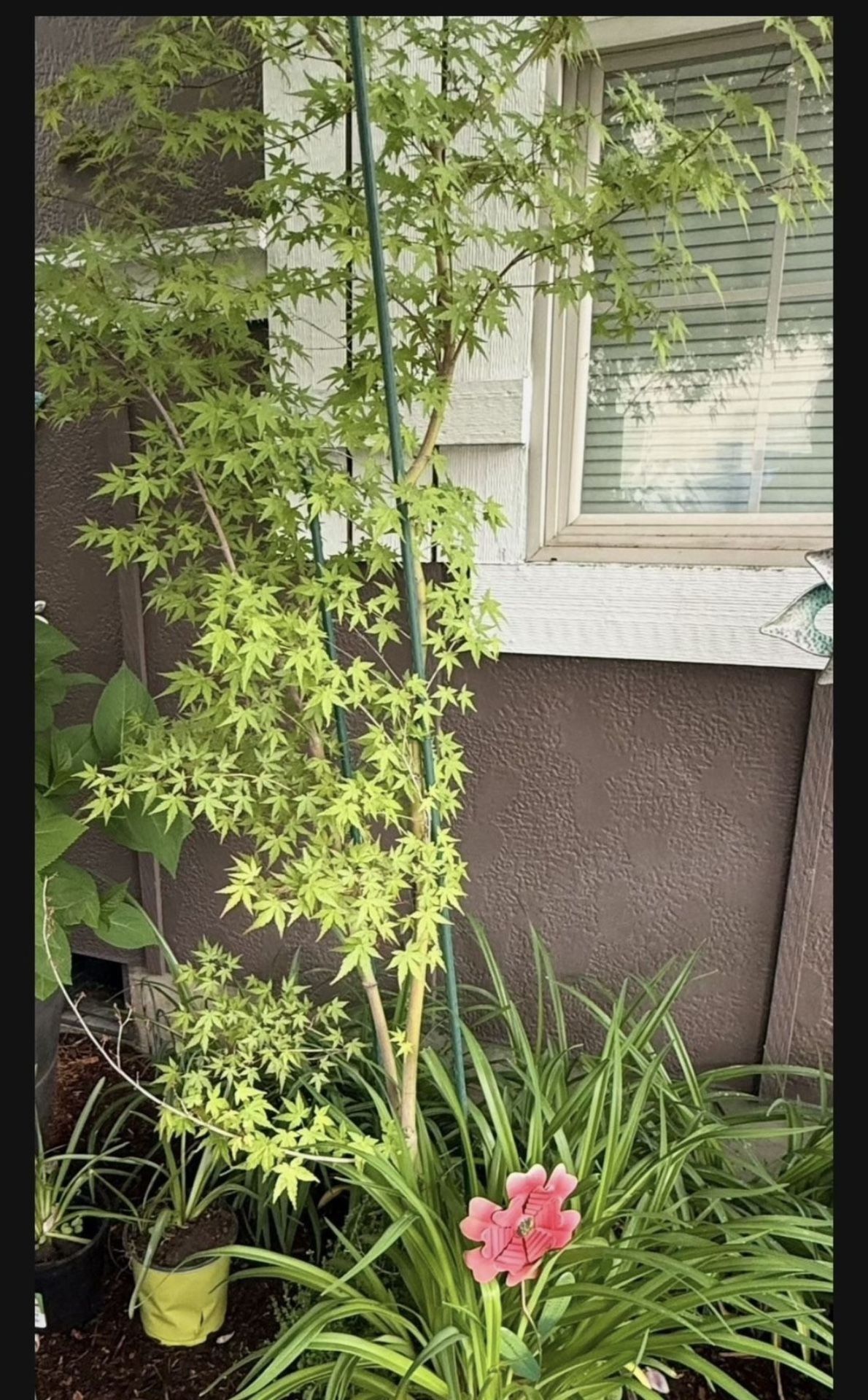Japanese Maple Tree 6’
