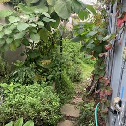 Perennial Vegetables, Fruits, Herbs, Edible Pond Plants, Suckers And Cuttings