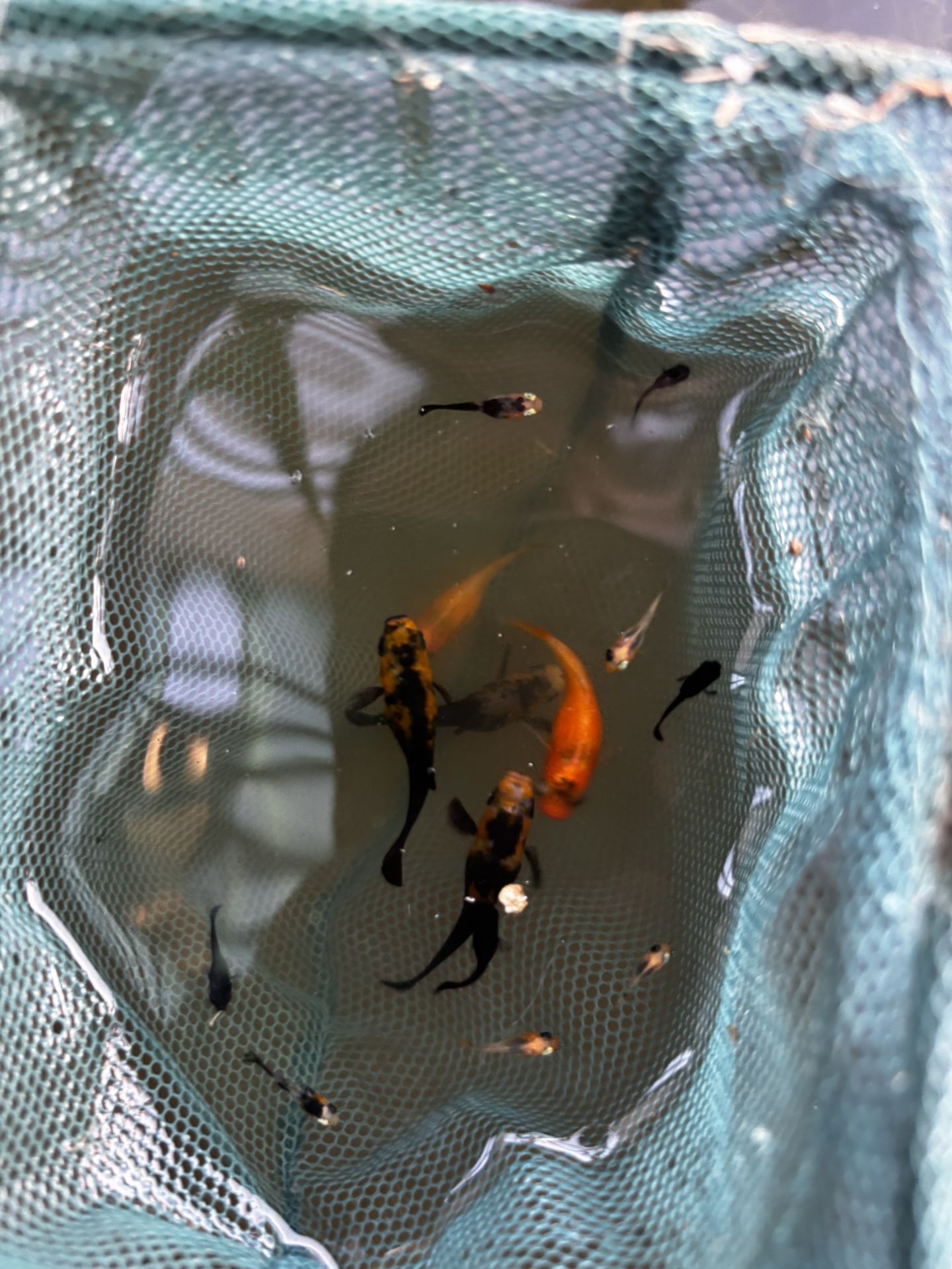 Platty/Molly Aquarium Decorations