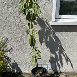 Avocado tree/ Arbol de aguacate $30