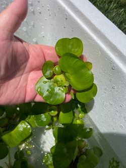 Pond plants! Water hyacinths, water lettuce, frog bit