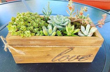 Beautiful succulent planter