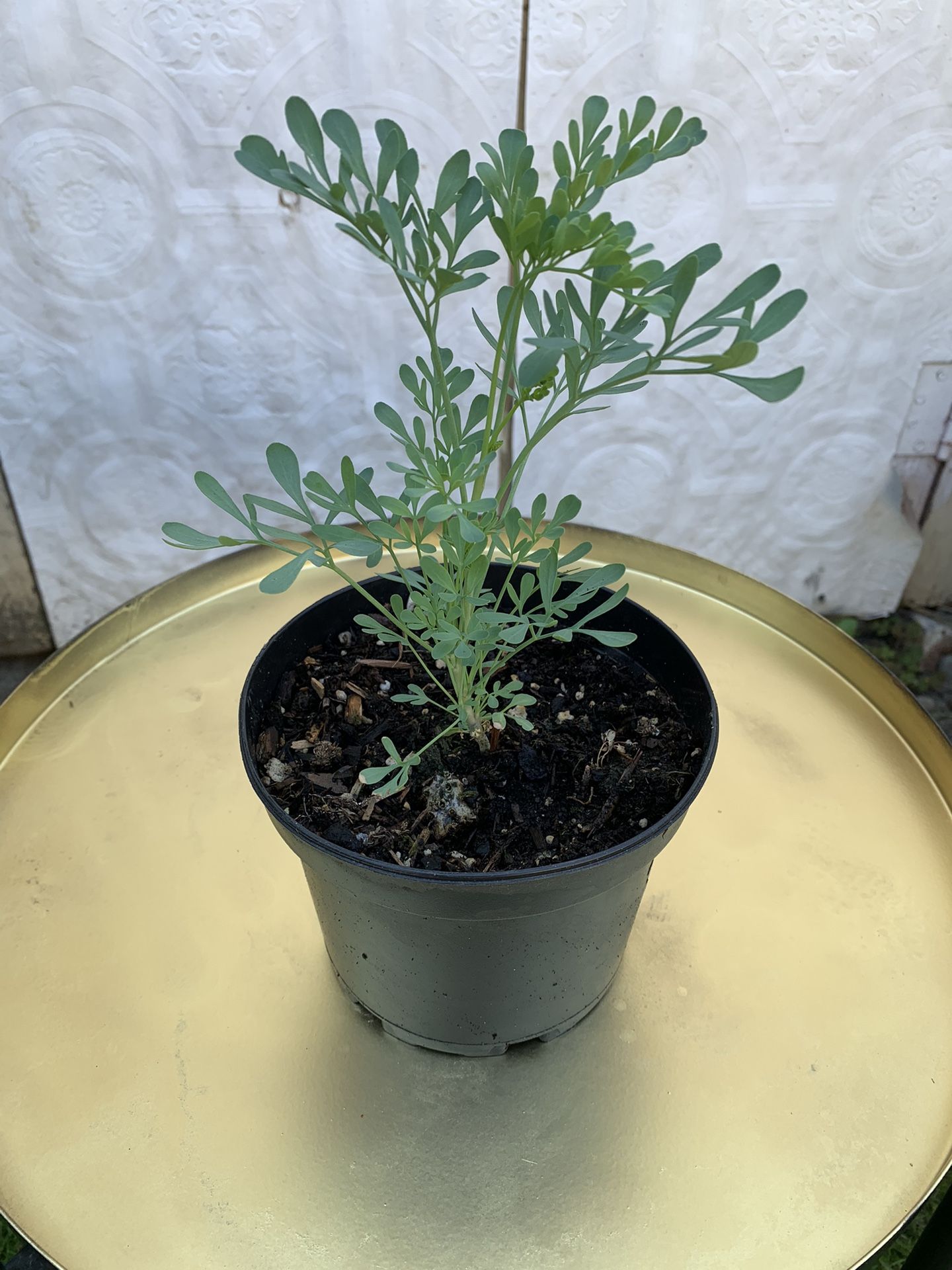 Outdoor Ruda