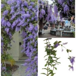 Queen Wreath  Plant  3gal  