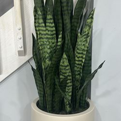 Decorative Plant 