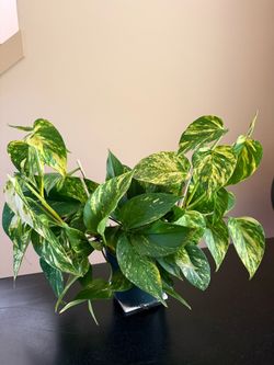 Large Healthy Golden pothos in 1 gallon pot. $40 physical cash only.