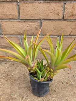Suculent plant