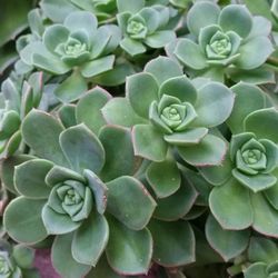 Pinwheel Aeoneum Succulent Plant