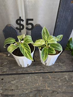 Philodendron birkin