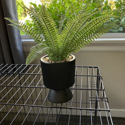 Small Fern Plant (Fake)