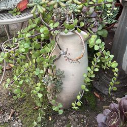 SUCCULENT ARRANGEMENT